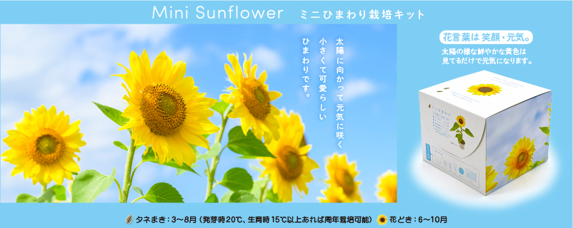 ミニひまわり栽培キット